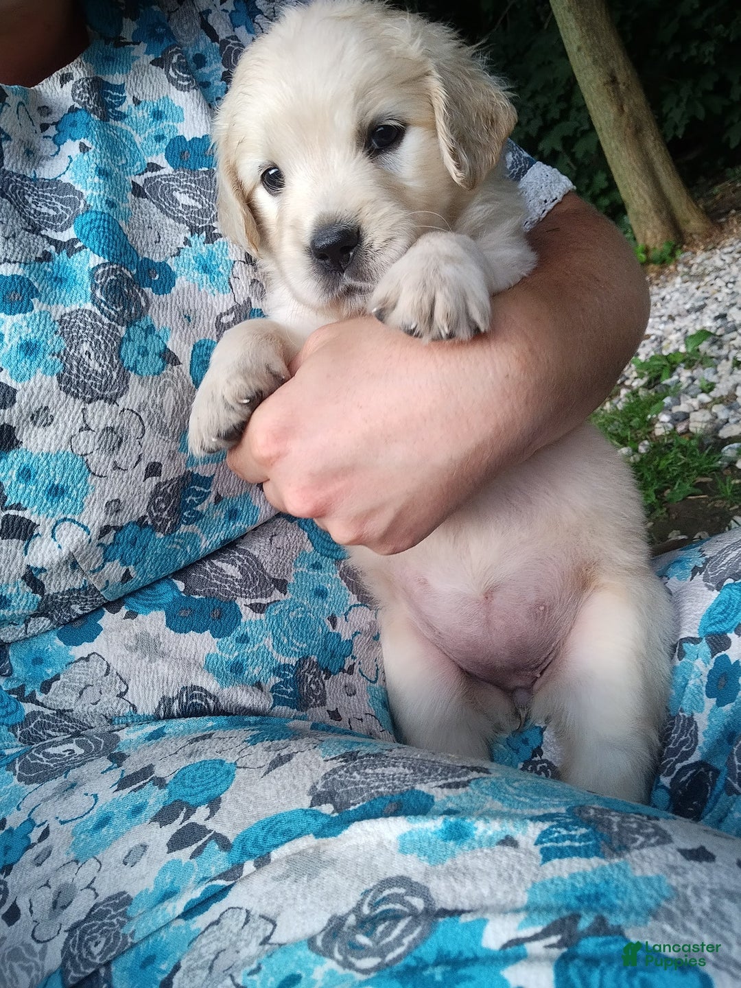 Golden Retriever dogs for sale: Pixie - Image 22