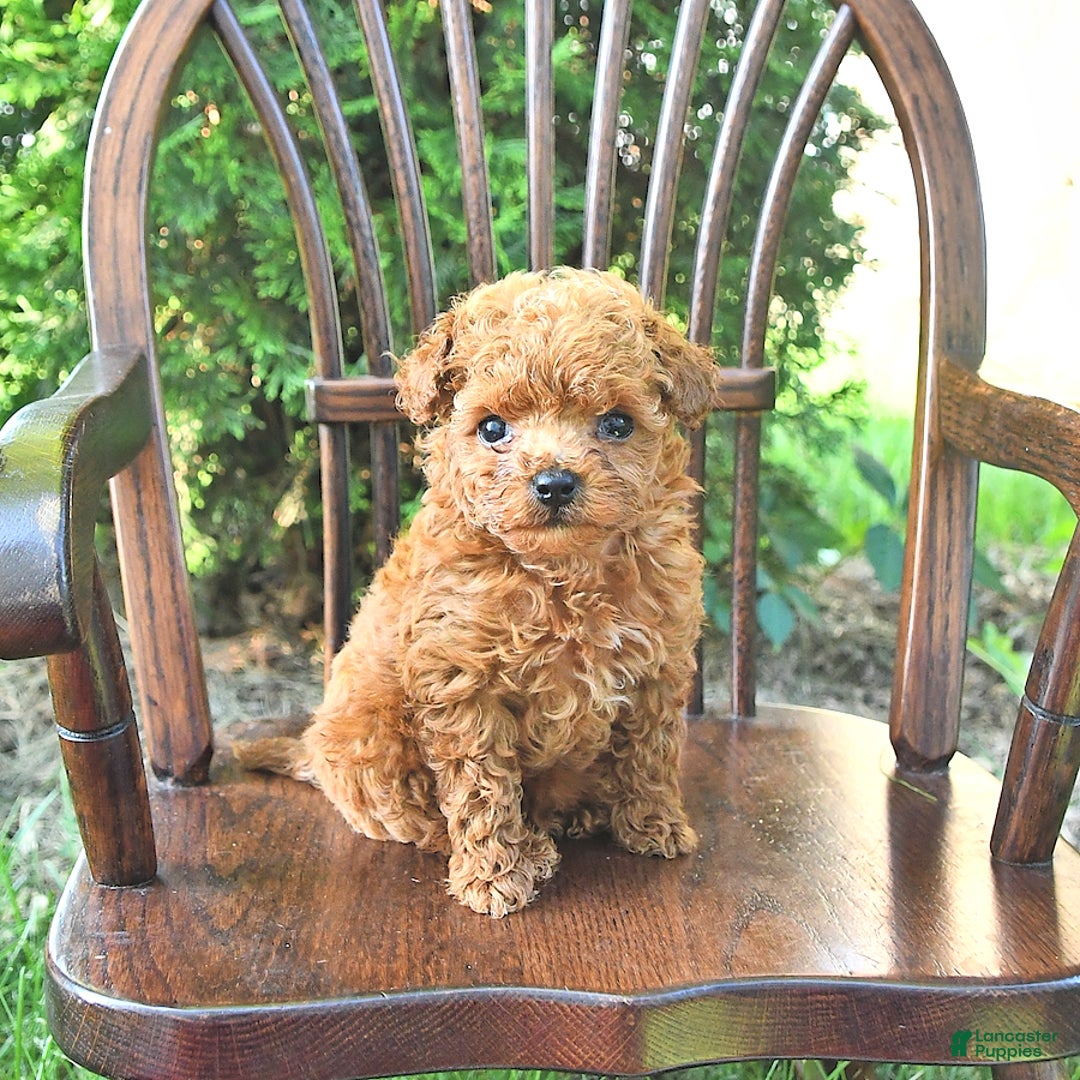 Toy Poodle dogs for sale: Peanut   Extra Small - Image 4