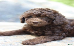 Miniature Poodle dogs for sale: Scout - Image 1