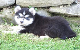 Pomsky dogs for sale: Spike - Image 4