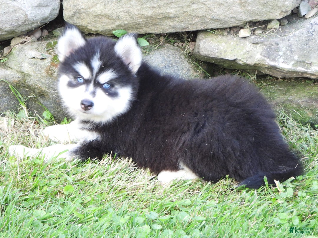Pomsky dogs for sale: Spike - Image 4