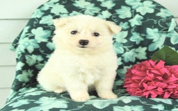 Eskipoo dogs for sale: Molly - Image 1