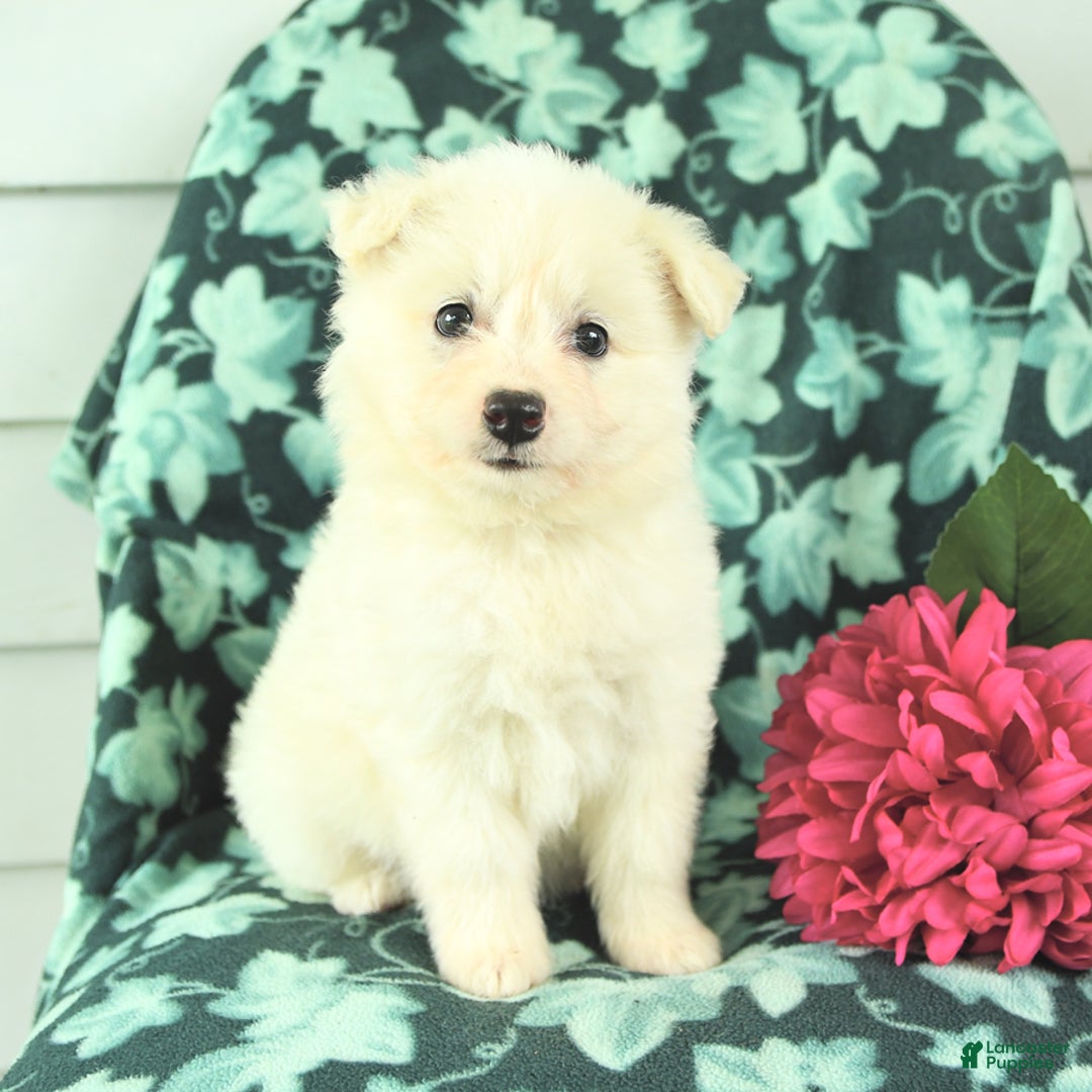 Eskipoo dogs for sale: Molly - Image 1