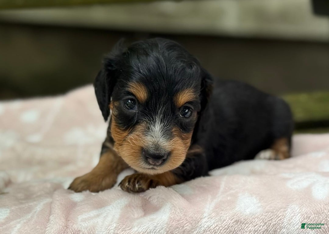 Miniature Dachshund dogs for sale: Dusty - Image 4