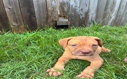 Presa Canario dogs for sale: Ferrari - Image 4