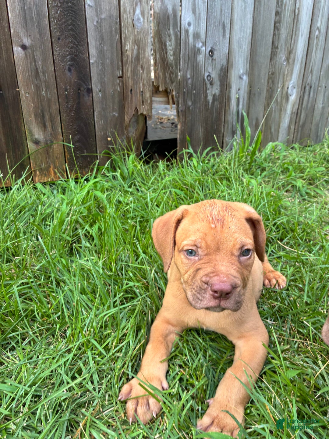 Presa Canario dogs for sale: Ferrari - Image 4