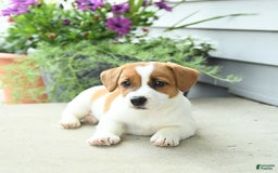 Jack Russell Terrier dogs for sale: Starburst - Image 9