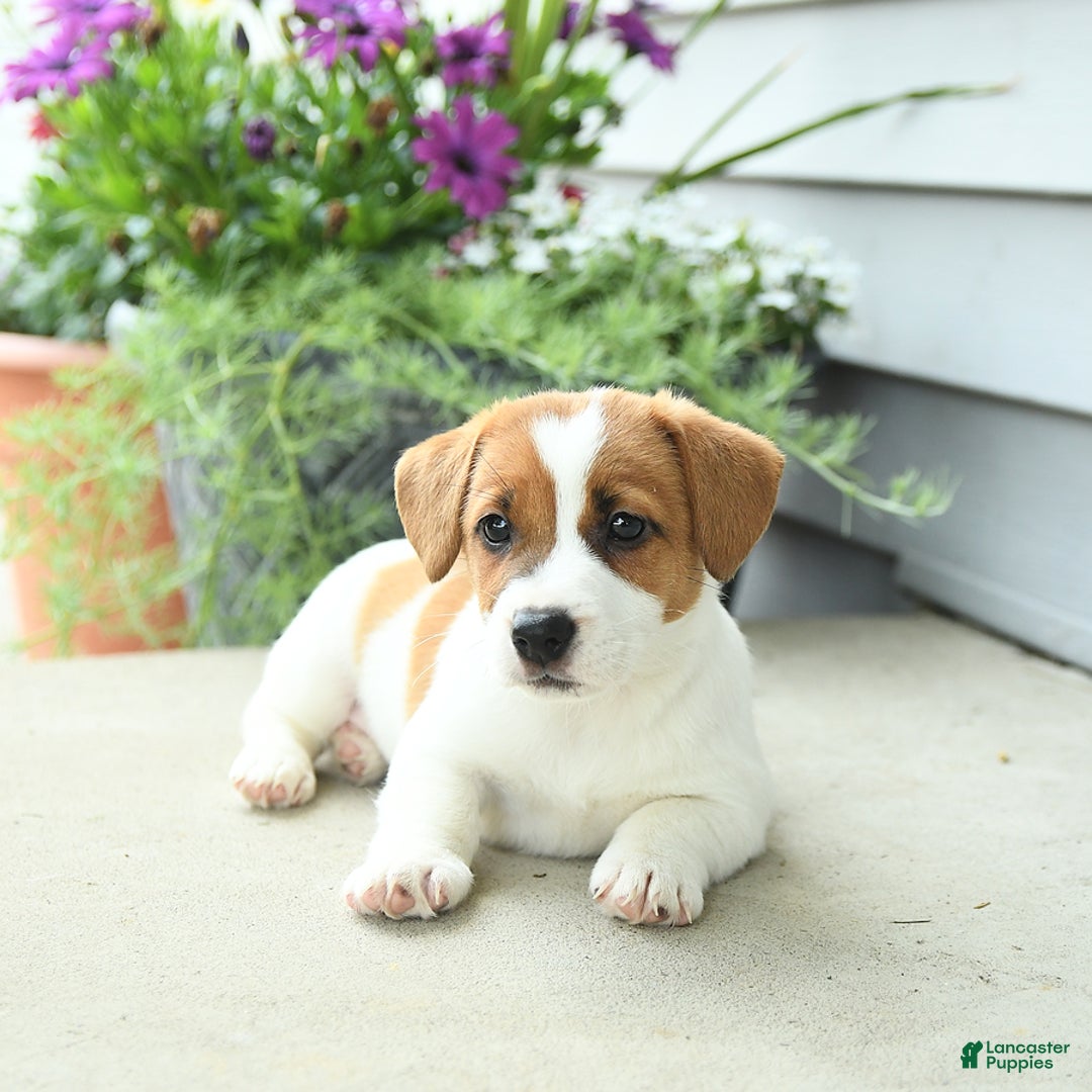 Jack Russell Terrier dogs for sale: Starburst - Image 9