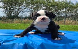 American Bulldog dogs for sale: Matilda - Image 13