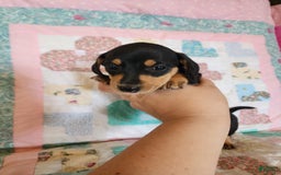 Miniature Dachshund dogs for sale: Perry - Image 3