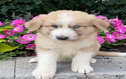 Great Pyrenees dogs for sale: Griff - Image 2