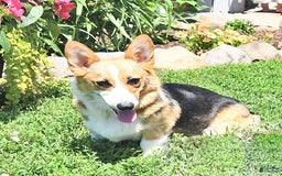 Welsh Corgi Pembroke dogs for sale: Hope - Image 16