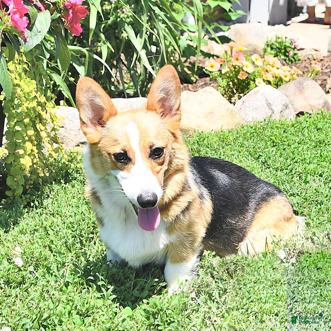 Welsh Corgi Pembroke dogs for sale: Hope - Image 16