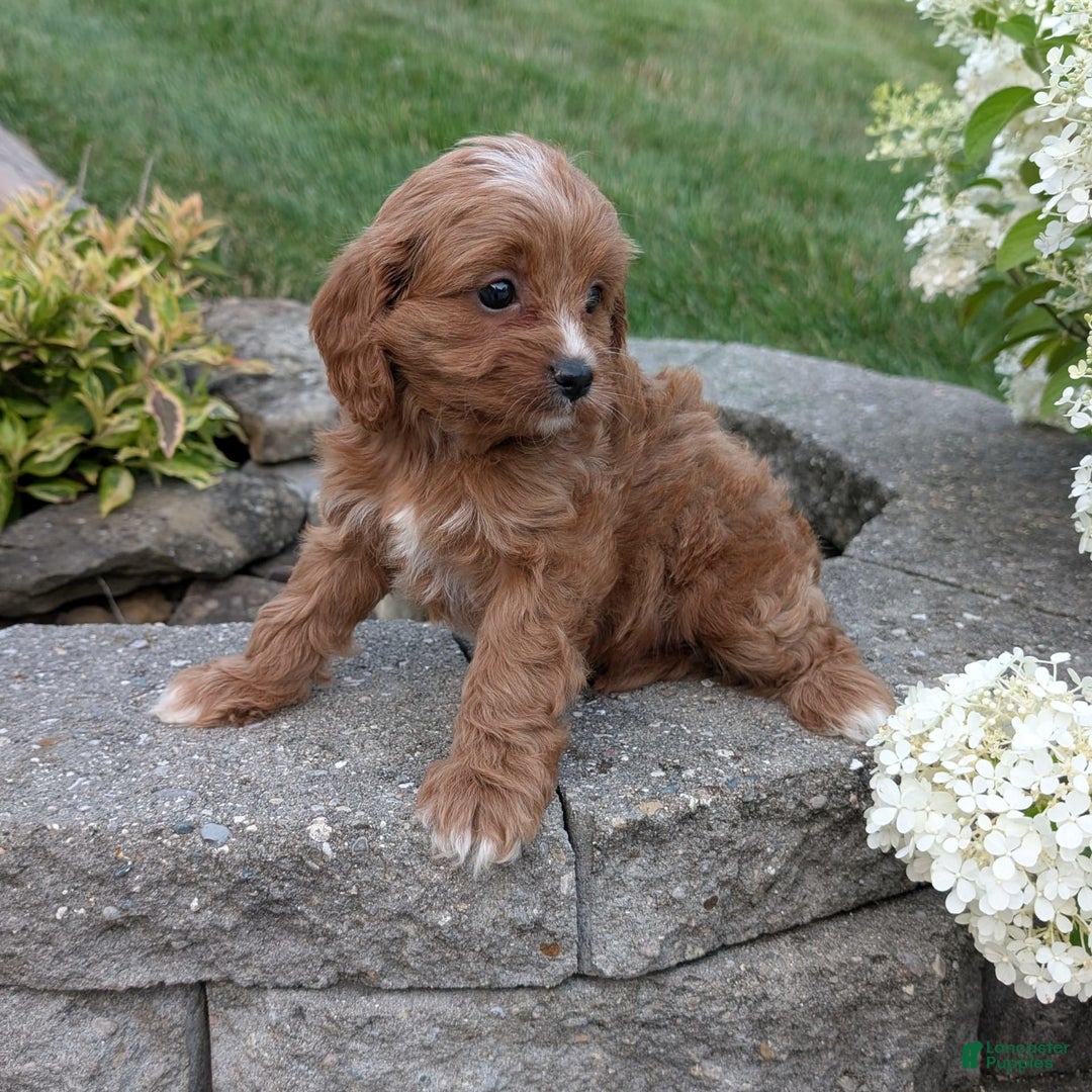 Cavapoo dogs for sale: Rosie - Image 4
