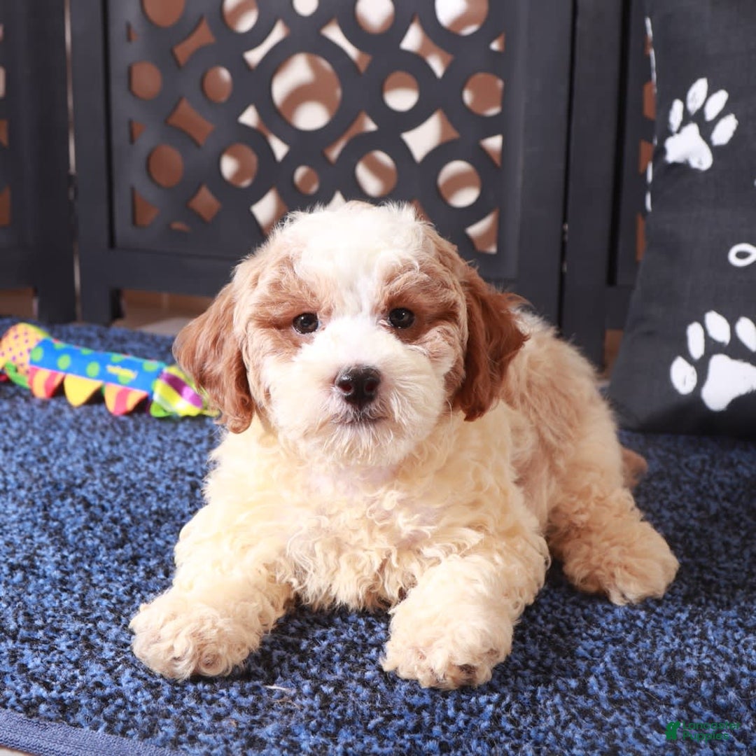 Bichpoo dogs for sale: Buttons - Image 3