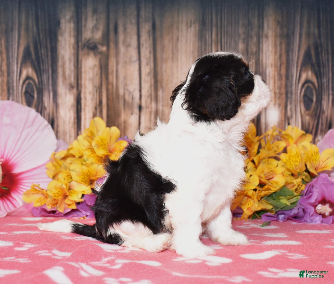 Cavalier King Charles Spaniel dogs for sale: Echo - Image 4