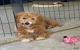 Mini Goldendoodle dogs for sale: Jack - Image 3