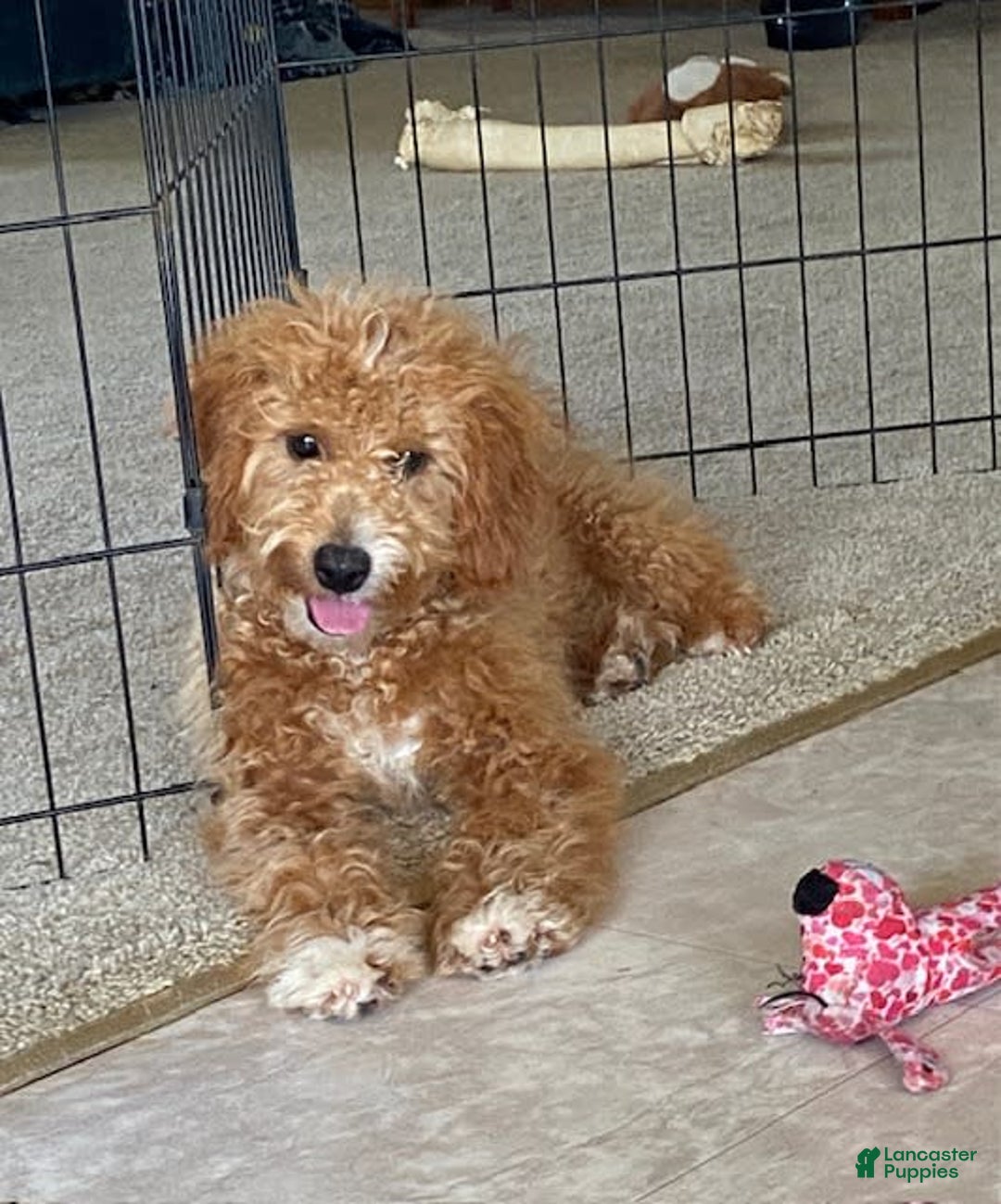 Mini Goldendoodle dogs for sale: Jack - Image 3