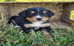 Bernese Mountain Dog dogs for sale: Bernese Mountain Dog 8 puppies - Image 10