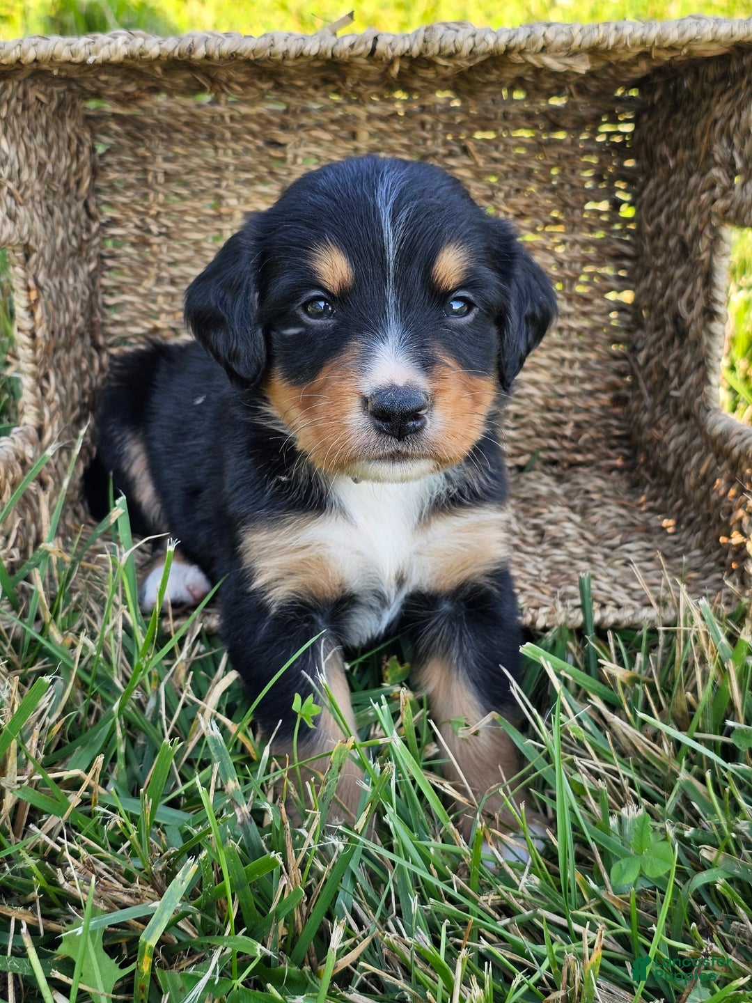 Bernese Mountain Dog dogs for sale: Bernese Mountain Dog 8 puppies - Image 10