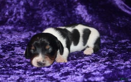 Miniature Dachshund dogs for sale: Chloe Mini - Image 21