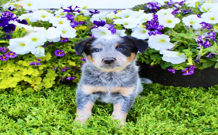 Australian Cattle Dog dogs for sale - Ad 1