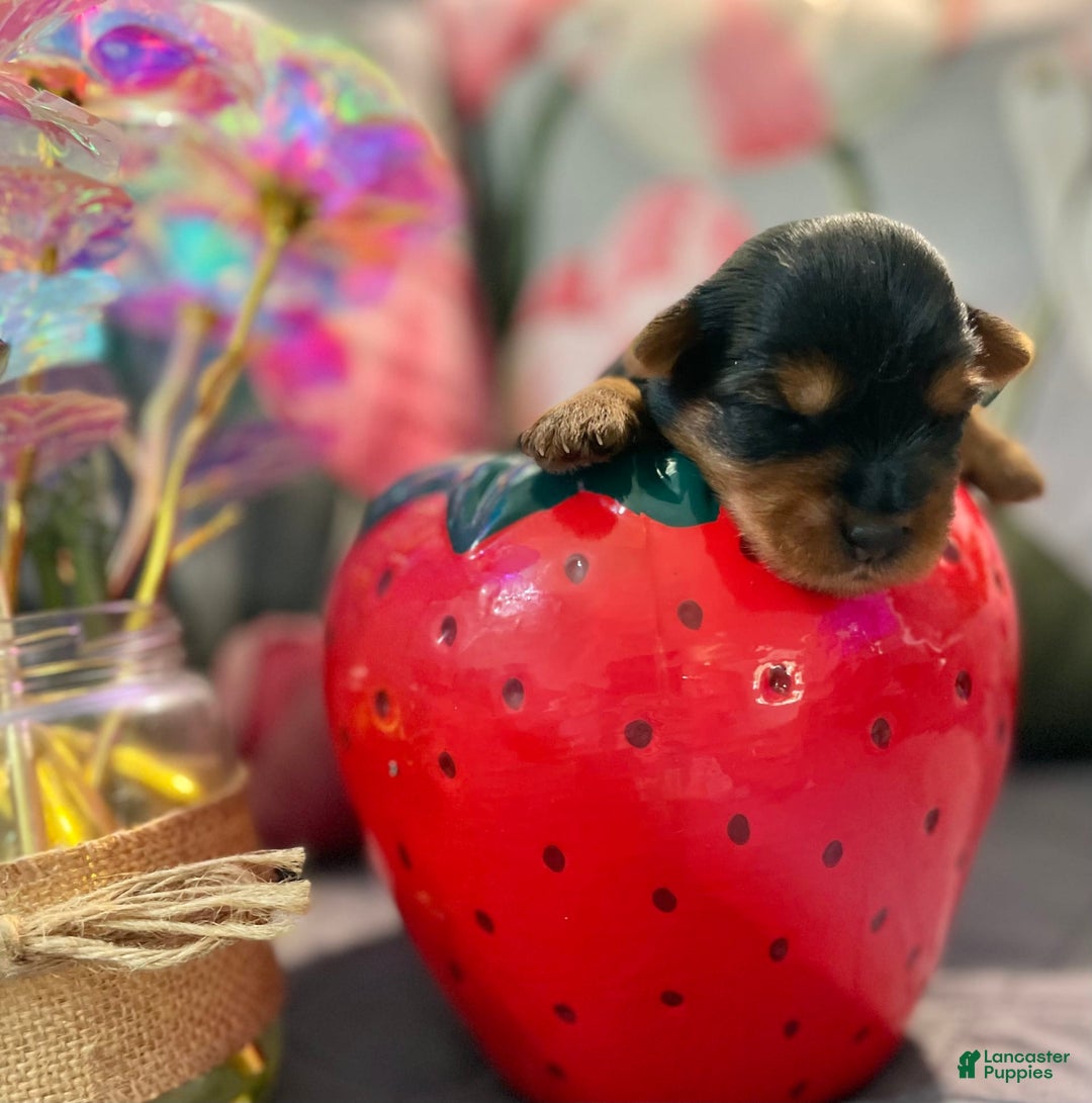 Yorkshire Terrier dogs for sale: Stella - Image 2