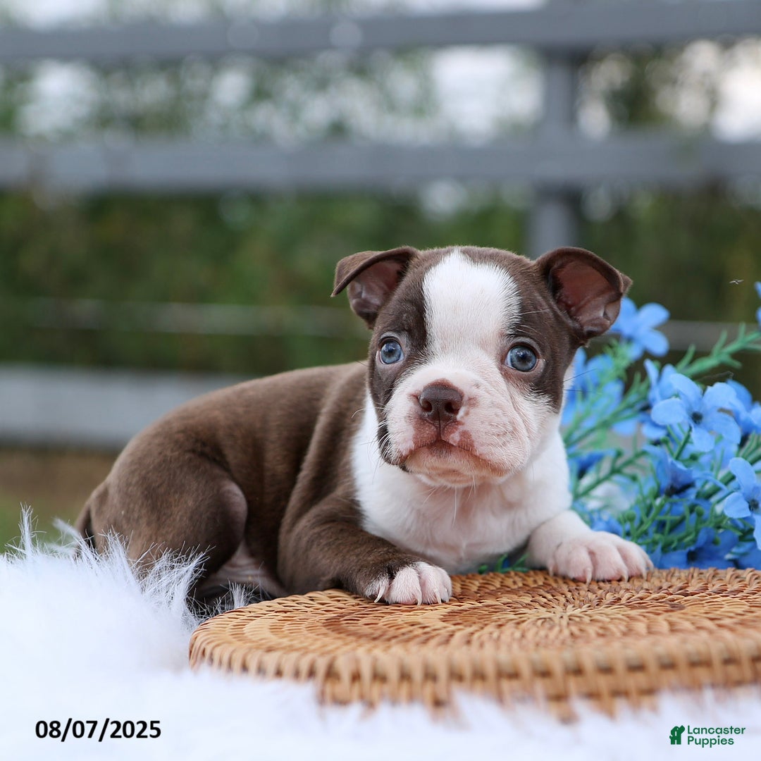 Boston Terrier dogs for sale: Dakota - Image 1