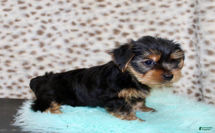 Yorkshire Terrier dogs for sale - Ad 1