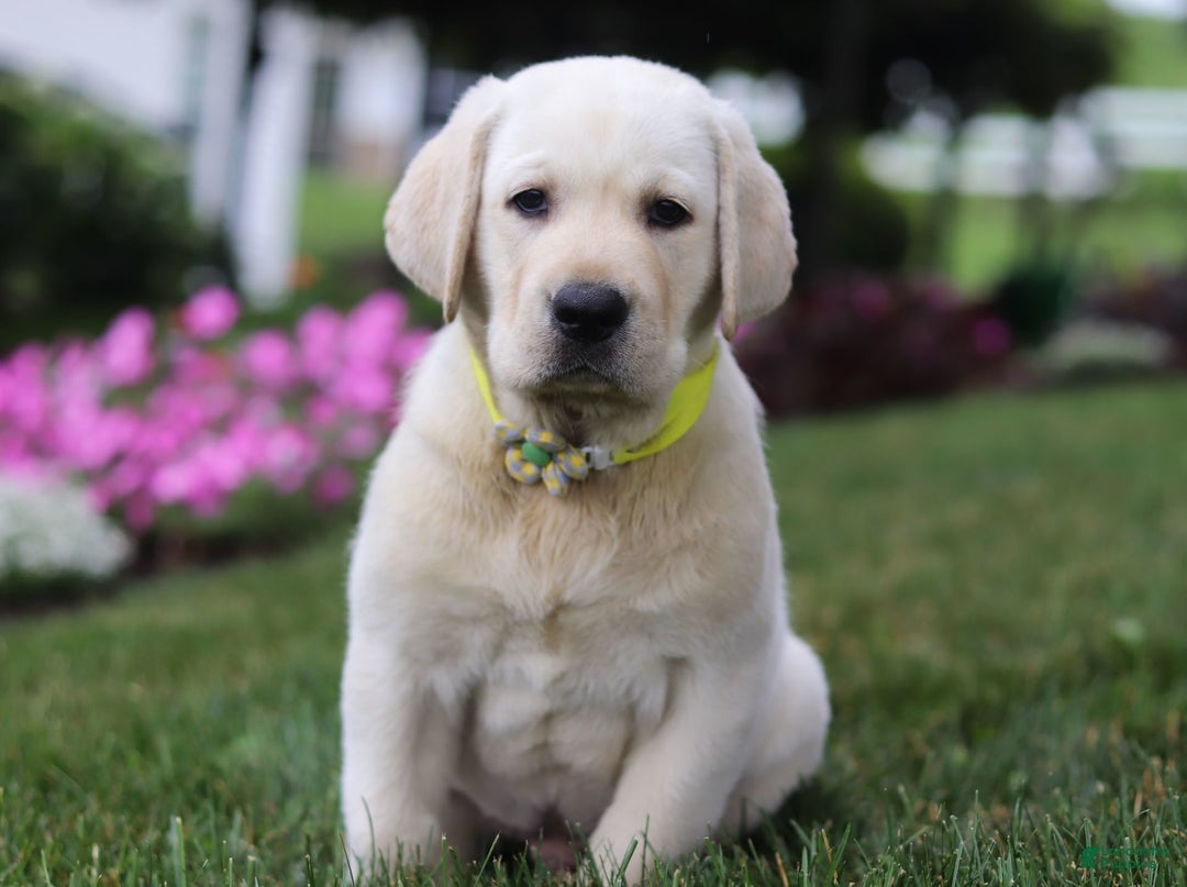 Labrador Retriever dogs for sale: Benny - Image 5