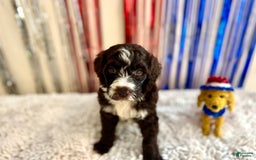 Aussiedoodle dogs for sale: Cinco - Listing for pets: Cinco - Image 2
