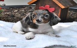 Miniature Dachshund dogs for sale: Mitzy - Image 1