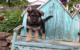 German Shepherd dogs for sale: Bear - Image 1