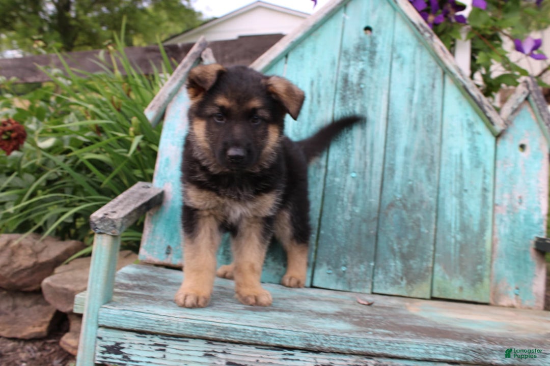 German Shepherd dogs for sale: Bear - Image 1