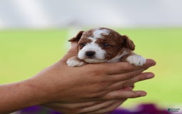 Toy Poodle dogs for sale: Dewey - Image 6