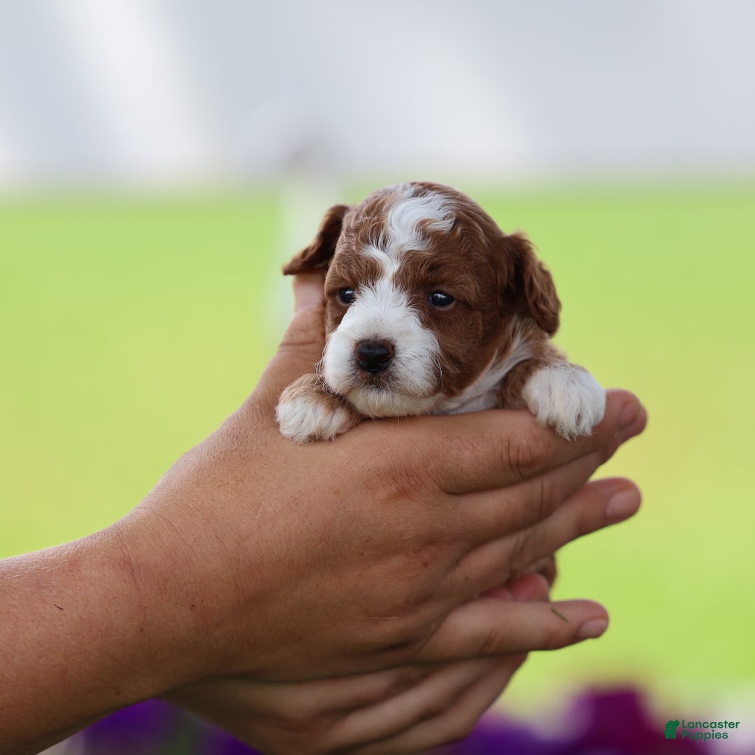 Toy Poodle dogs for sale: Dewey - Image 6