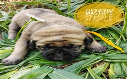 English Mastiff dogs for sale: Maple - Image 1