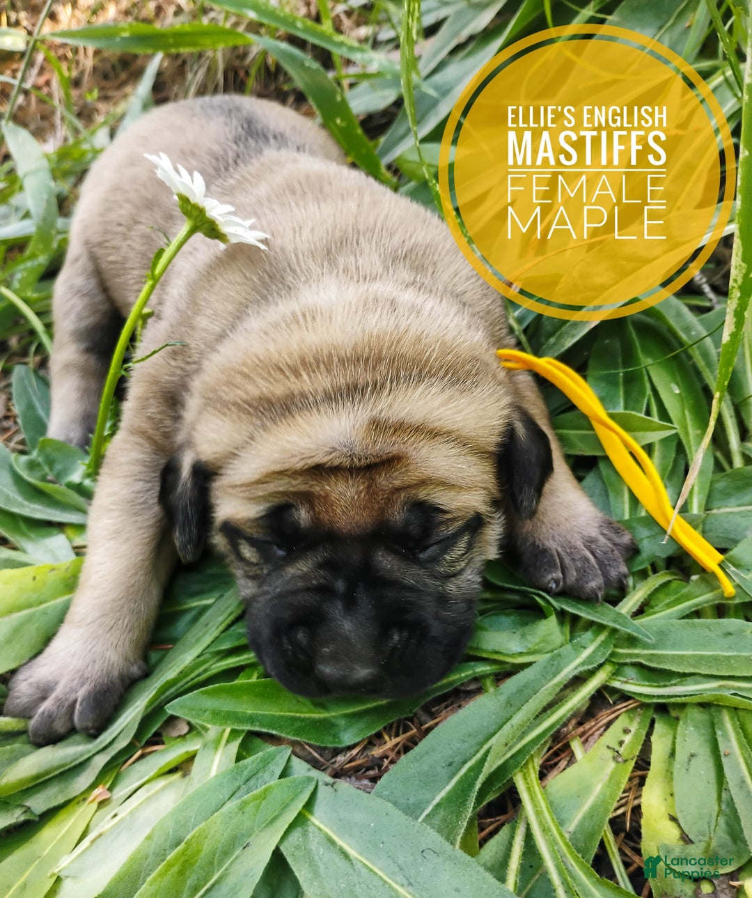 English Mastiff dogs for sale: Maple - Image 1