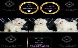 Maltese dogs for sale: Claudia - Image 5