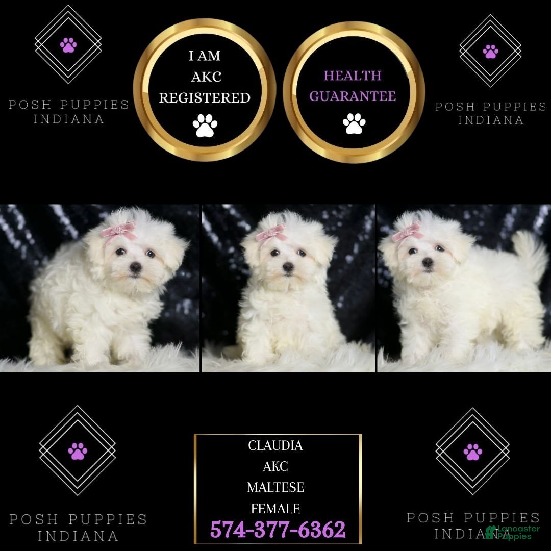 Maltese dogs for sale: Claudia - Image 5