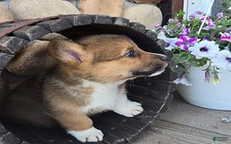 Welsh Corgi Pembroke dogs for sale: Bover - Image 1