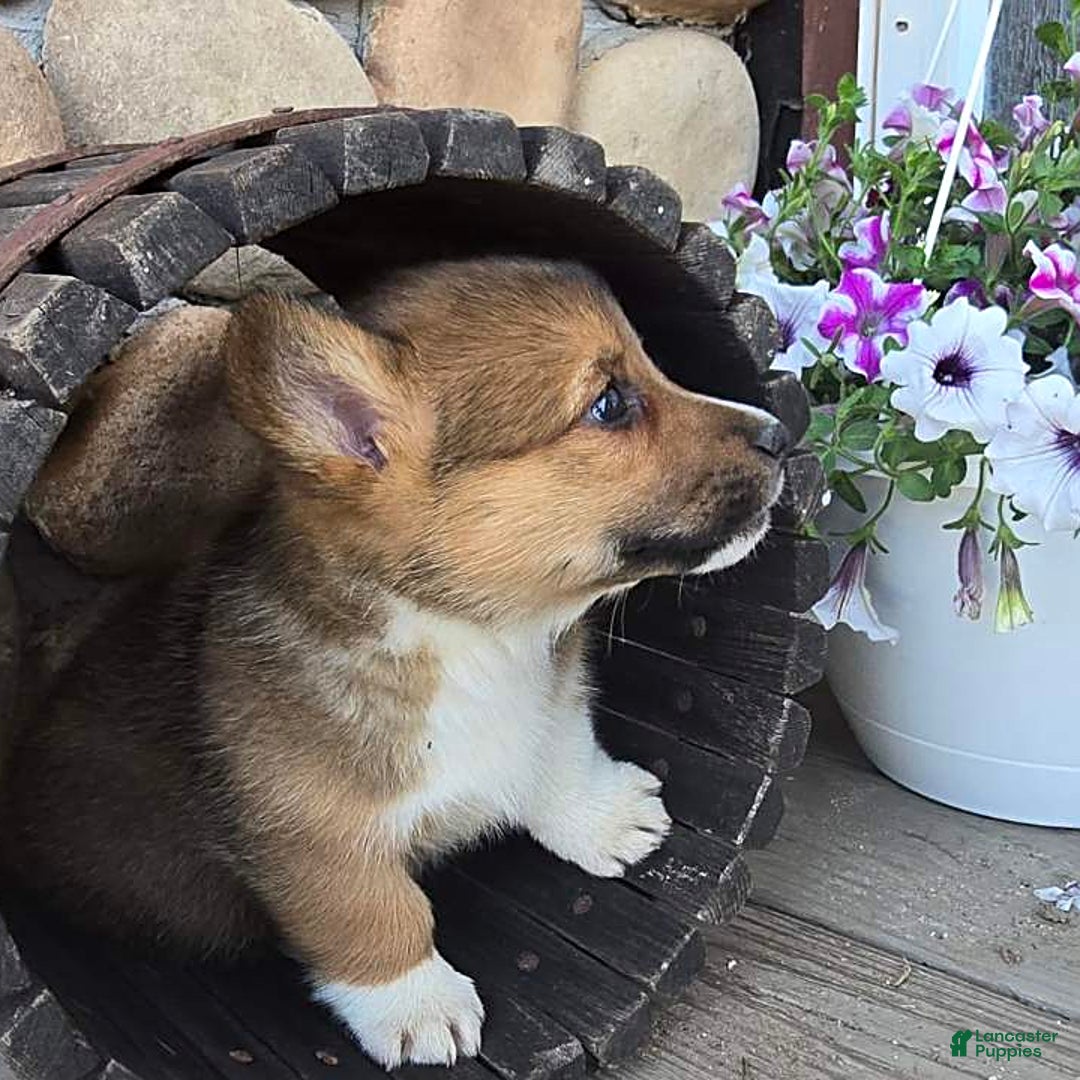 Welsh Corgi Pembroke dogs for sale: Bover - Image 1