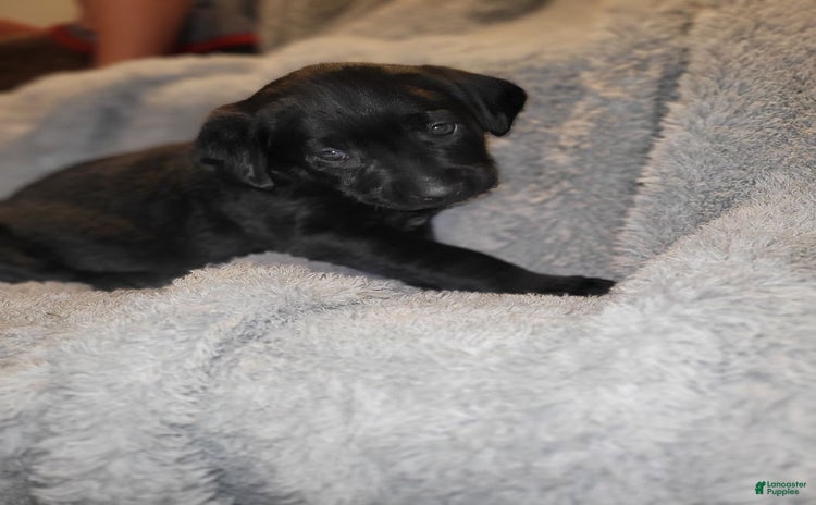 Labrador Retriever dogs for sale - Ad 4