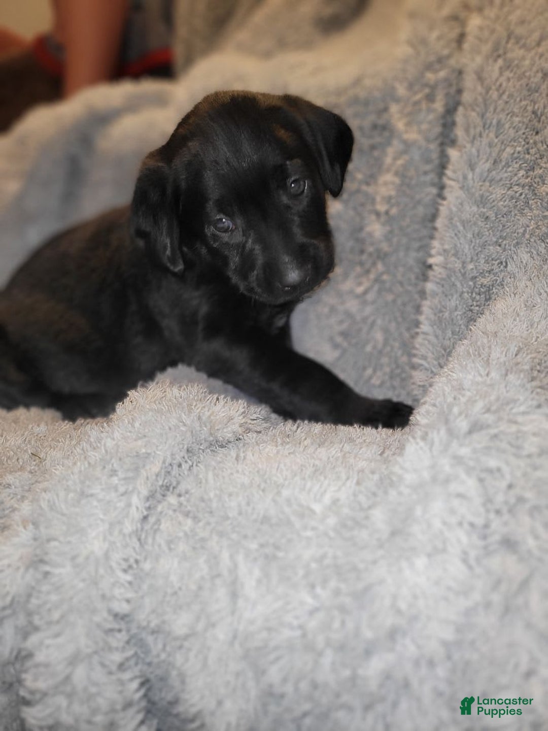 Labrador Retriever dogs for sale: Callie - Image 1