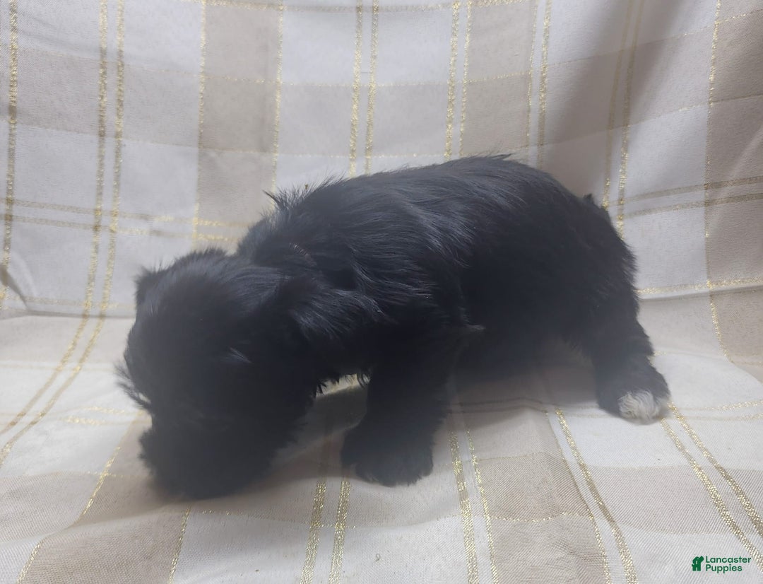 Yorkshire Terrier dogs for sale: 2 Socks - Image 5