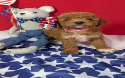 Mini Goldendoodle dogs for sale: Maizy Pink Collar Toy Size - Image 3