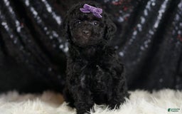 Mini Goldendoodle dogs for sale: Smiles - Image 2