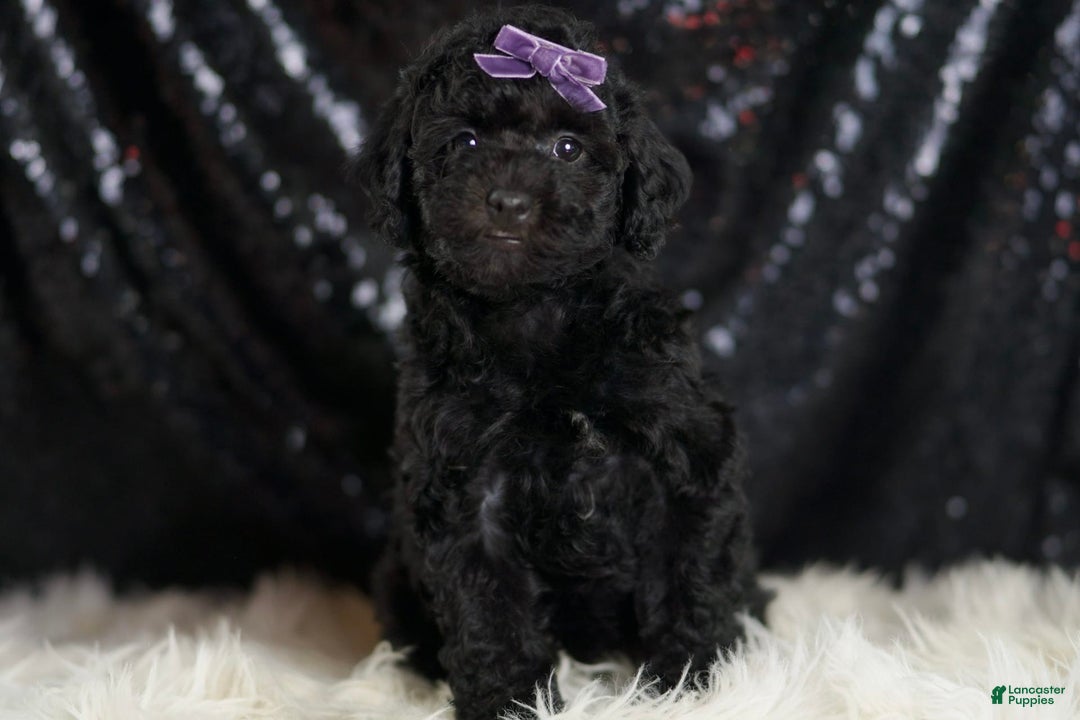 Mini Goldendoodle dogs for sale: Smiles - Image 2