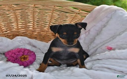 Miniature Pinscher dogs for sale: Princess - Image 2