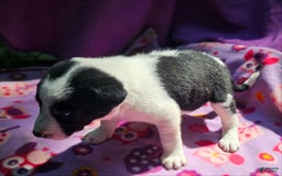Border Collie dogs for sale: Dolly - Image 2